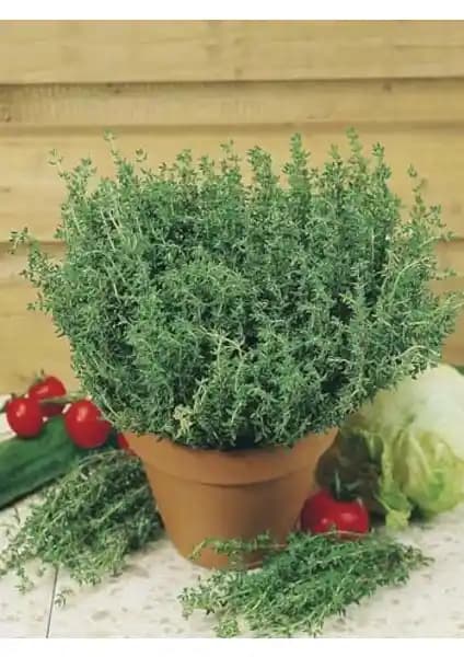 Agrodal Tarım Anadolu Dağ Kekiği Tohumu Doğal ve Organik Tarım İçin Uygun Bir Seçenek