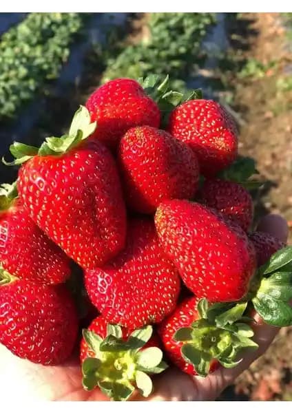 Agrodal Tarım Doğal Yediveren Anadolu Çileği Tohumu: Organik ve Lezzetli Tarım İçin Uygun