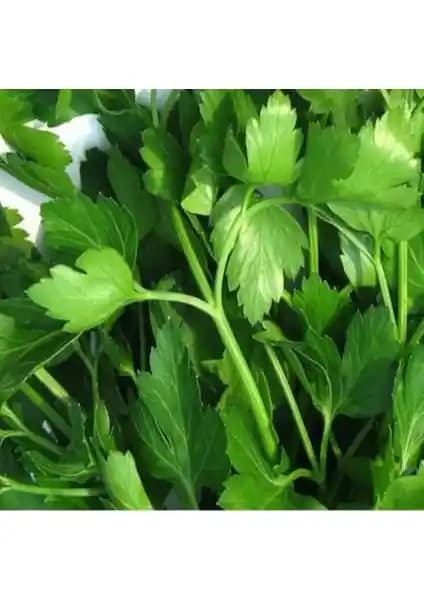 Geniş Yapraklı Toros Maydanoz Tohumu: Doğal ve Verimli Yeşillik Yetiştiriciliği Rehberi