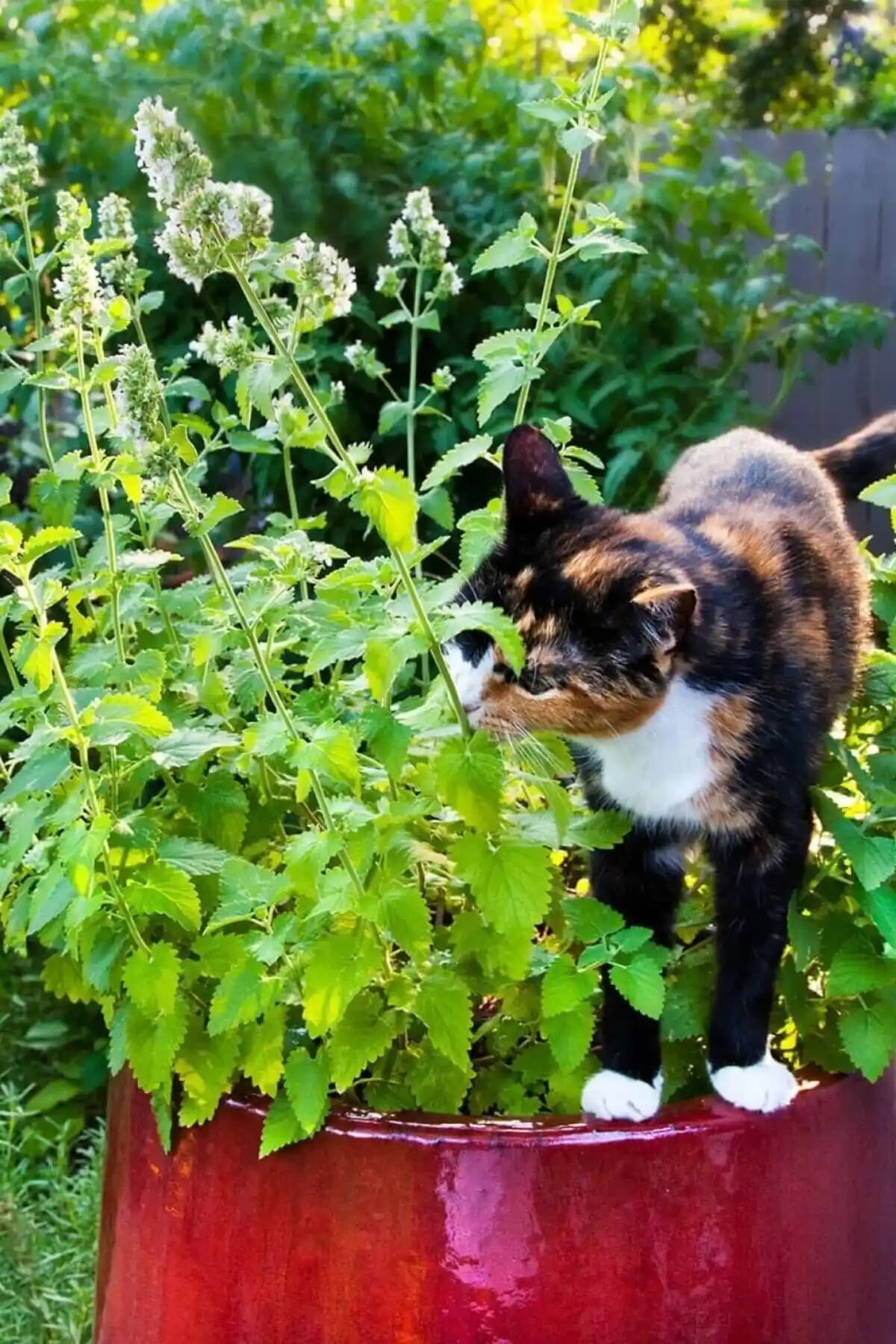 Kedi Nanesi Tohumu: Doğal ve Kolay Yetiştirilebilen Bahçe ve Ev Bitkisi