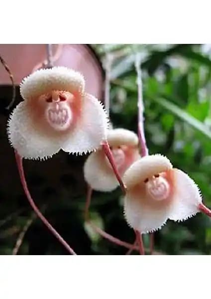 Nadir Maymun Orkide Tohumu Serdar Çam Tohumculuk ile Doğanın Göz Kamaştırıcı Çiçeklerini Yetiştirin