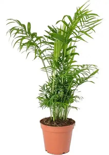 Sevgisera Areka Palmiyesi: Kolay Bakımlı ve Estetik İç Mekan Bitkisi Seçenekleri