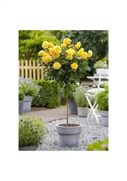 Yayla Tarım 3 Adet Sarı Renkli Aşılı Gül Fidanı Seti Bahçe ve Peyzaj Projeleri İçin