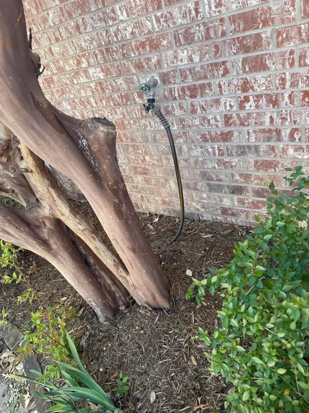 Ev Yakınındaki Crepe Myrtle Ağaçlarının Riskleri ve Bakım Önerileri