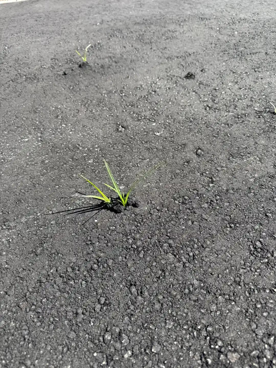 Yeni Döşenen Asfalt Yolda Bitki Çıkması Sorunu ve Doğru Uygulama Yöntemleri