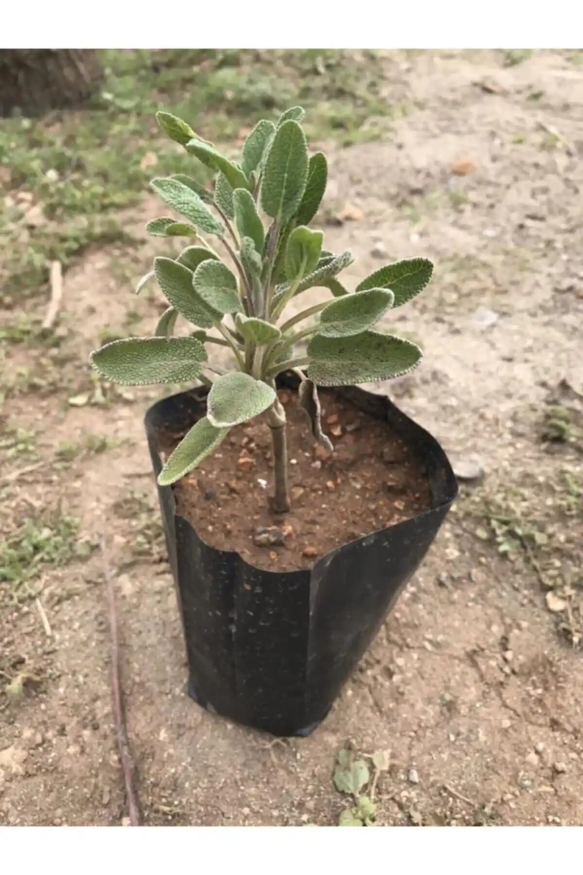 Türkiye Menşeli Adaçayı Fidanı, Tüplü Boyut Aralığı 15-25 cm, Aromatik Bitki