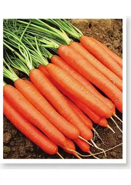Yerli Ata Havuç Tohumu 1000 Adet: Doğal, Genetik İçermeyen ve Bakanlık Sertifikalı