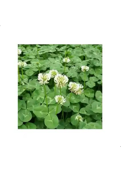 Demirler Ak Üçgül Tohumu: Estetik ve Dayanıklı Süs Yoncası Çözümü