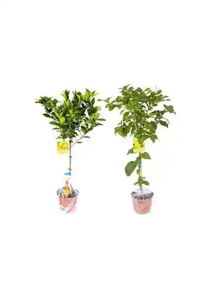 Plantistanbul Yediveren Limon Fidanı: Balkon ve Salonlar İçin Sağlıklı ve Mis Kokulu Seçenek