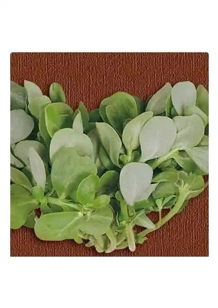 Tohum Diyarı Semiz Otu Tohumu 10+ Tohum ile Doğal ve Verimli Bahçe Deneyimi Sağlayın