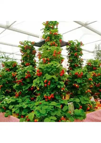 Ucuzluk Diyarı 50'li Tırmanan Çilek Fidesi: Dayanıklı ve Aromatik Meyve Fidesi