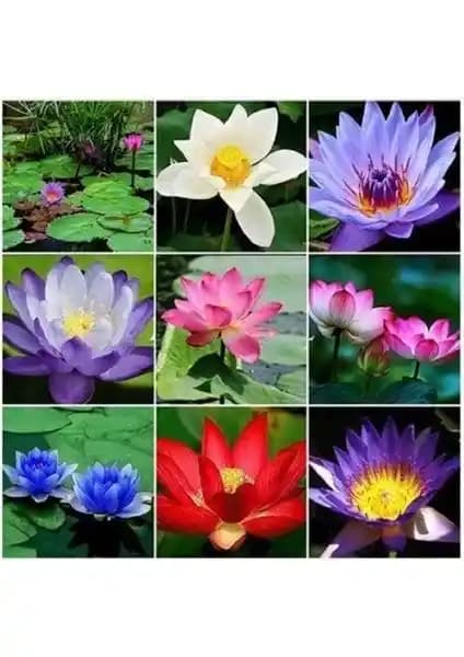 Altı Farklı Lotus Çiçeği Tohumu ile Bahçenize Zarif Su Bitkileri Ekleyin