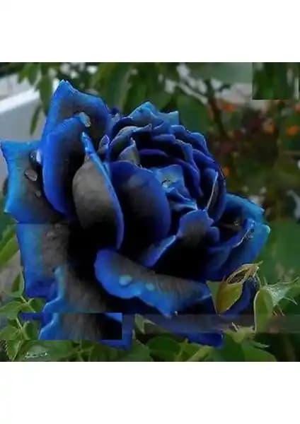 Dev Mavi ve Siyah Gül Tohumu Paketi: Bahçe ve Koleksiyon İçin Nadir Renk Seçenekleri