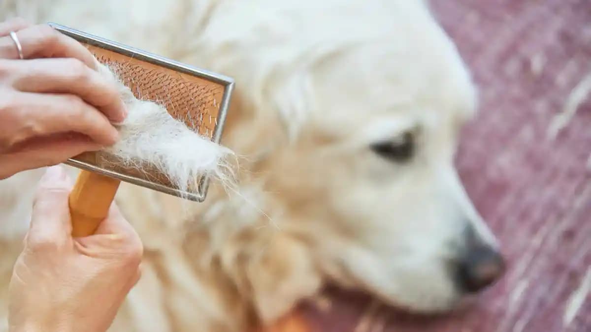 Duvarlardan Duvarlara Halıda Köpek Tüyü Temizliği İçin Etkili Yöntemler ve Ekipmanlar