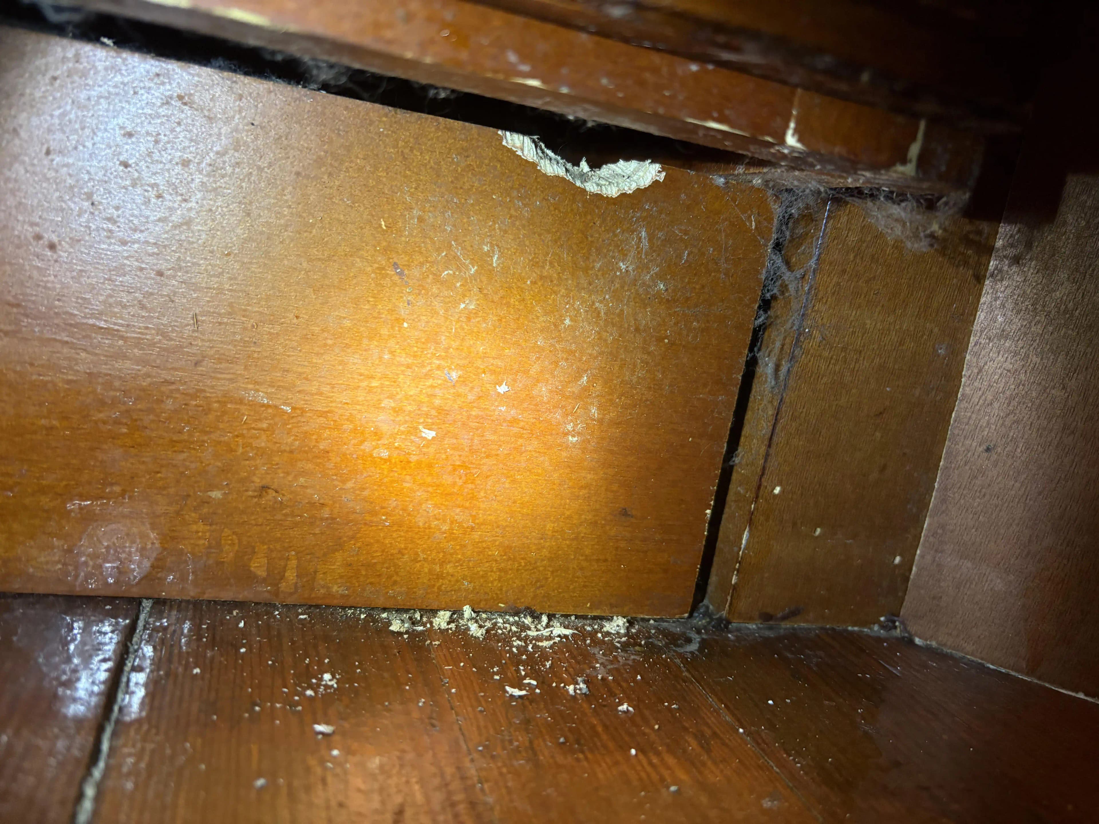 Evde Kemirgen Varlığını Tespit Etme ve Etkili Mücadele Yöntemleri