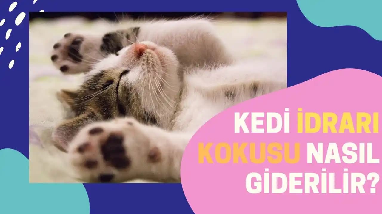 Hava Sıcaklığının Kedi İdrarı Kokusu Üzerindeki Etkisi ve Çözüm Yöntemleri