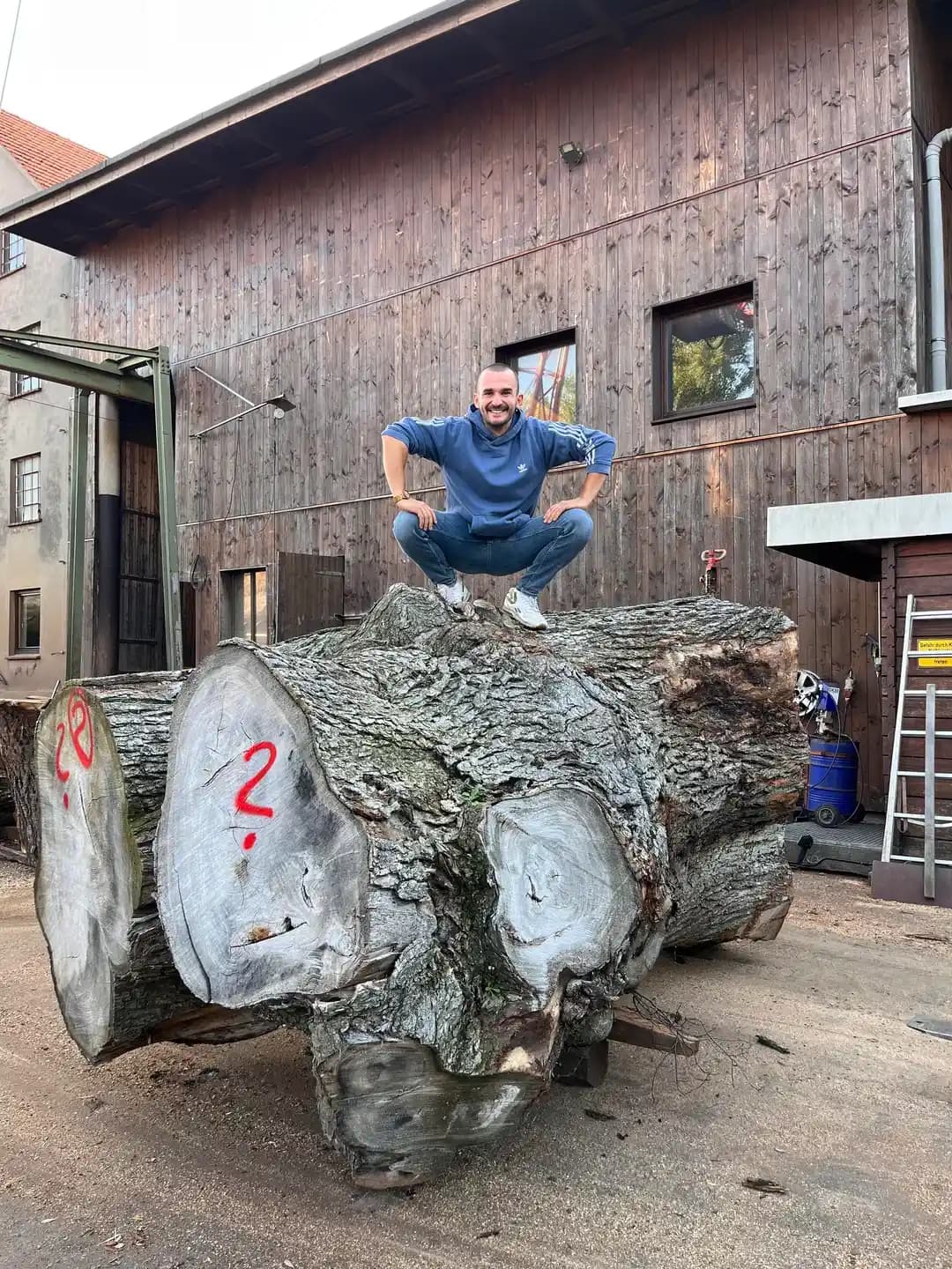 Ölü Dev Karaağacı Kütüğünden Büyük Ahşap Levhalar Üretimi ve İşlenmesi Süreci