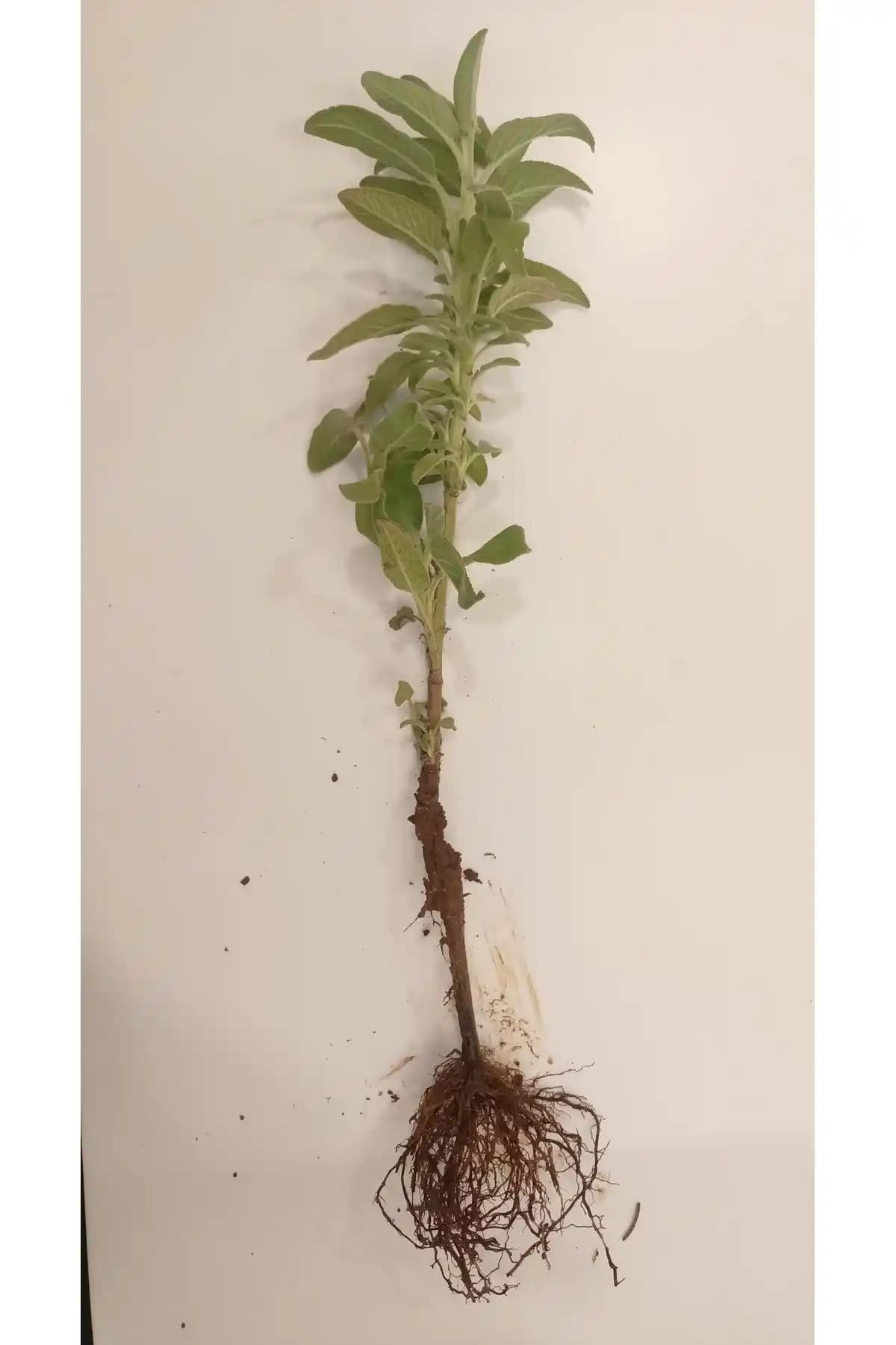 Adaçayı Fidesi: Sağlıklı ve Dayanıklı Bahçe Bitkisi Yetiştiriciliği Rehberi