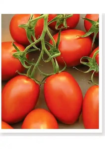 Agrodal Agro Tohum Ata: Doğal ve Yerli Domates Tohumu Seçenekleri
