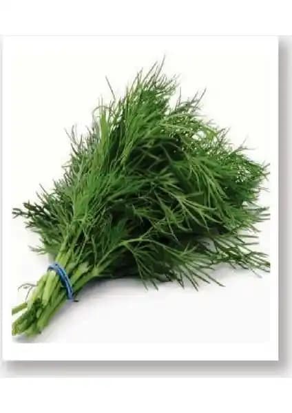 Agrodal Tarım Agro Tohum Ata Tohumu: Doğal ve Güvenilir Dereotu Tohumu Seçeneği