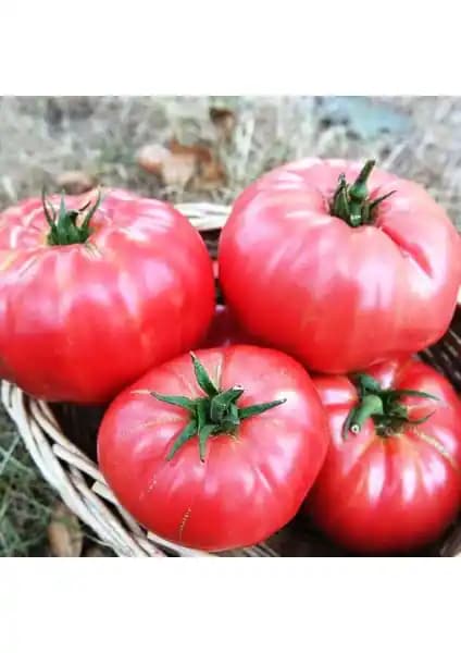 Agrodal Tarım Ata Tohumu Yerli Domates: Doğal ve Sertifikalı Köy Domatesi Tohumu