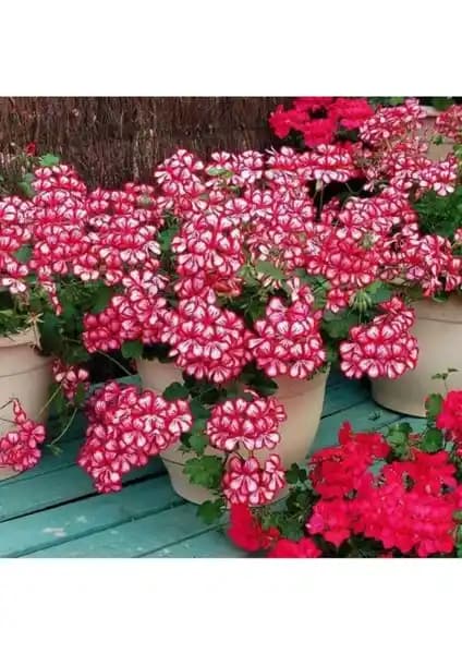 Alacalı Sakız Sardunya Tohumu 10 Adet Bahçe ve Saksı Dekorasyonu İçin Uygun