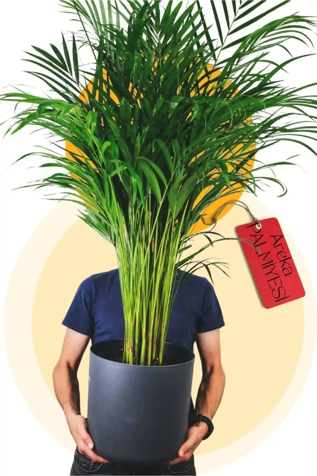 Areka Palmiyesi: Ev ve Ofis İçin Şık Tropikal İç Mekan Bitkisi Seçenekleri