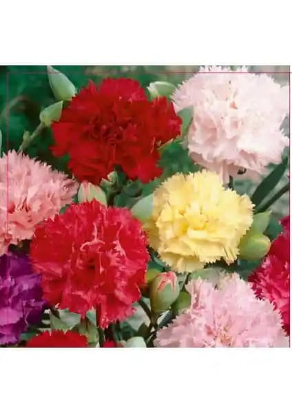 Arzuman Karanfil Tohumu 100 Adet Bahçe ve İç Mekan Dekorasyonu İçin Uygun Çiçek Tohumu