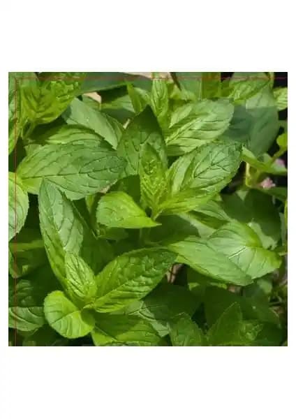 Arzuman Nane Tohumu 100 Adet Keskin Kokulu Bahçe ve Yetiştiricilik Rehberi