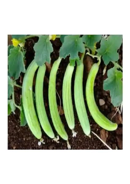 Ata Tohumculuk Organik Acur Tohumu 30 Adet Nadir ve Doğal Tarım Seçeneği