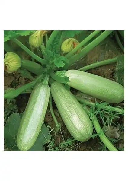 Ata Tohumculuk Sakız Kabak Tohumu - Yüksek Verimli ve Kolay Yetiştirilebilir