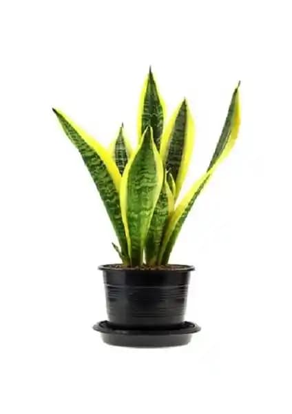 Berceste Peyzaj Kılıç Çiçeği: İç Mekanlar İçin Estetik ve Doğal Bitki Seçenekleri