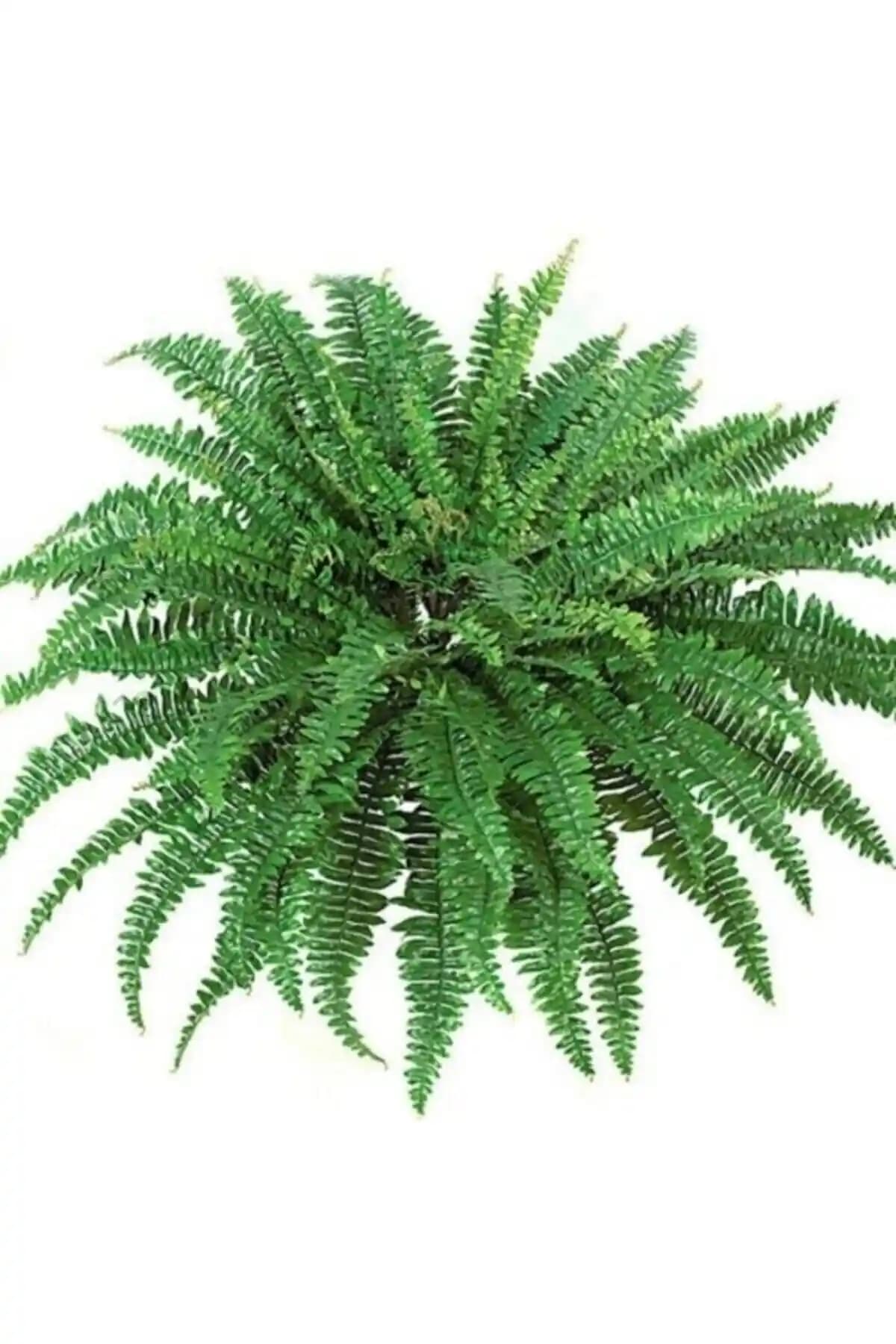 Kaktüs ve Sukulent Aşk Merdiveni: Estetik ve Hava Temizleyici İç Mekan Bitkisi