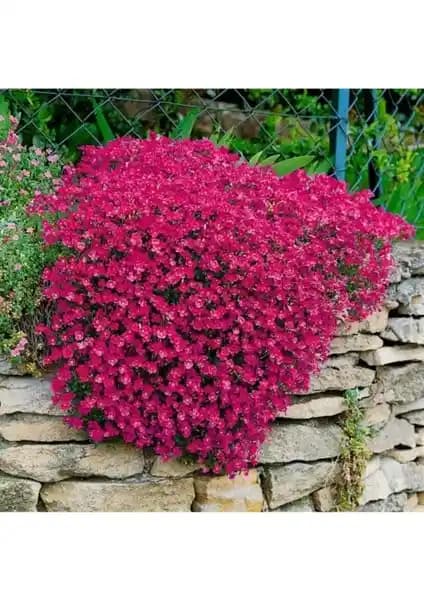 Kırmızı Renkli Sarkan Obrizya Tohumu - Bahçe Dekorasyonu ve Saksı Bitkisi Seçenekleri