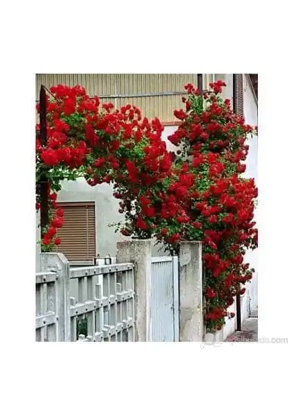 Kırmızı Sarmaşık Gül Fidanı: Bahçe ve Saksı Dekorasyonu İçin Uygun Bitki Seçenekleri