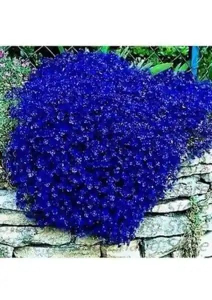 Mavi Renkli Sarkan Lobelya Çiçek Tohumu - Bahçe ve Dekorasyon İçin Uygun