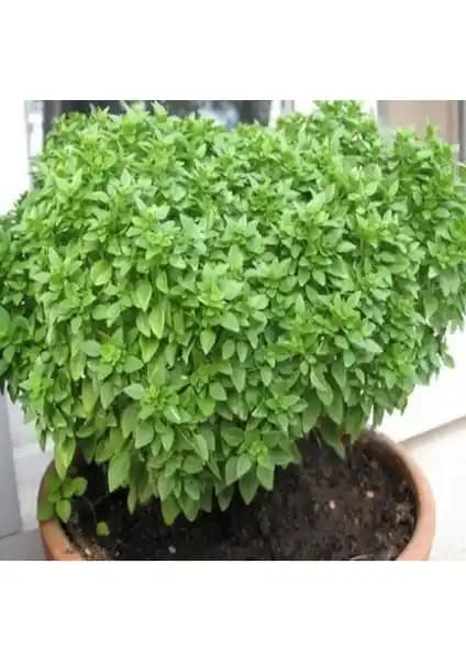 Miracle Top Fesleğen Tohumu: Kolay Yetiştirilebilir ve Aromatik Baharat Bitkisi