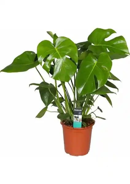 Monstera Deliciosa Deve Tabanı İç Mekan Dekorasyonu İçin Tropikal Bitki Rehberi