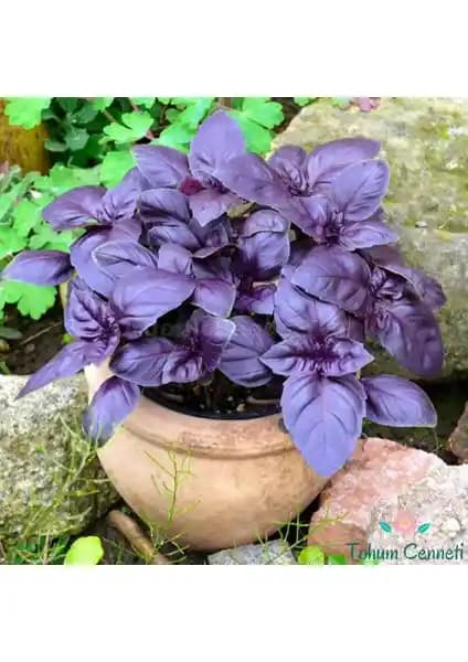 Mor Reyhan Tohumu: Doğal Güzellik ve Aromanın Buluşması Bahçe ve İç Mekan Dekorasyonu İçin