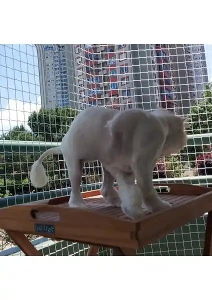 Nzl File Ambalaj Kedi Filesi Güvenlik ve Dayanıklılık Sunan Pratik Çözüm