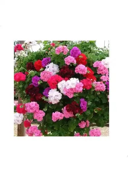 Renkli Hibrit Sardunya Tohumu ile Bahçenize Canlılık Katın ve Kolay Bakım Sağlayın