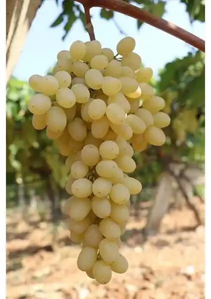 Sultaniye Üzüm Fidanı Tüplü 2 Yaşında Sağlıklı ve Verimli Bağ Yatırımı