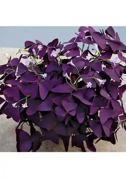 Süs Yoncası Tohumu 20 Adet Bahçe ve İç Mekan Dekorasyonu İçin Uygun Çiçek Tohumu