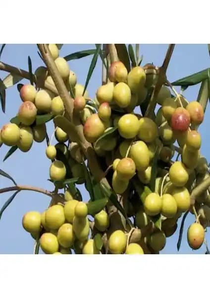 Yayla Arbeguina Bodur Zeytin Fidanları: 3 Yaşında ve 150 cm Boyunda Ürün Analizi