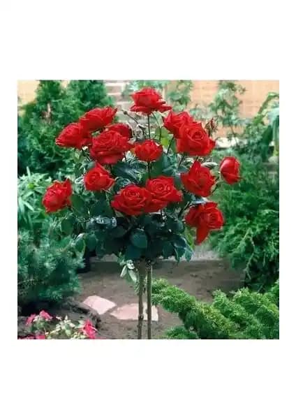 Yayla Tarım 3 Adet Baston Gül Fidanı: Bahçe ve Peyzaj İçin Uygun Seçenekler