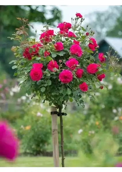 Yayla Tarım Pembe Renkli 2 Yaş Açık Kök Gül Fidanı Estetik ve Dayanıklı Bahçe Bitkisi