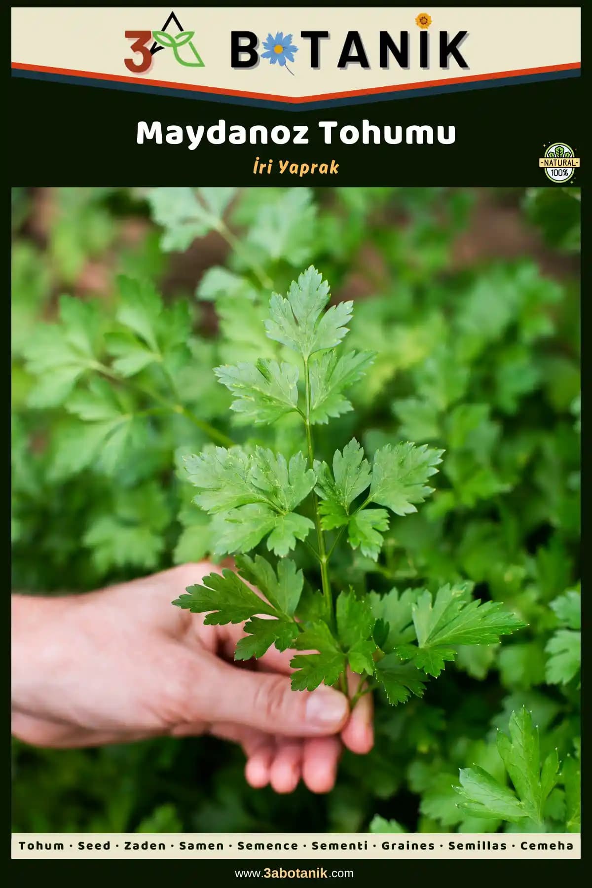 Yerli ve Sürdürülebilir Yaprak Maydanoz Tohumu ile Bahçenizi Canlandırın