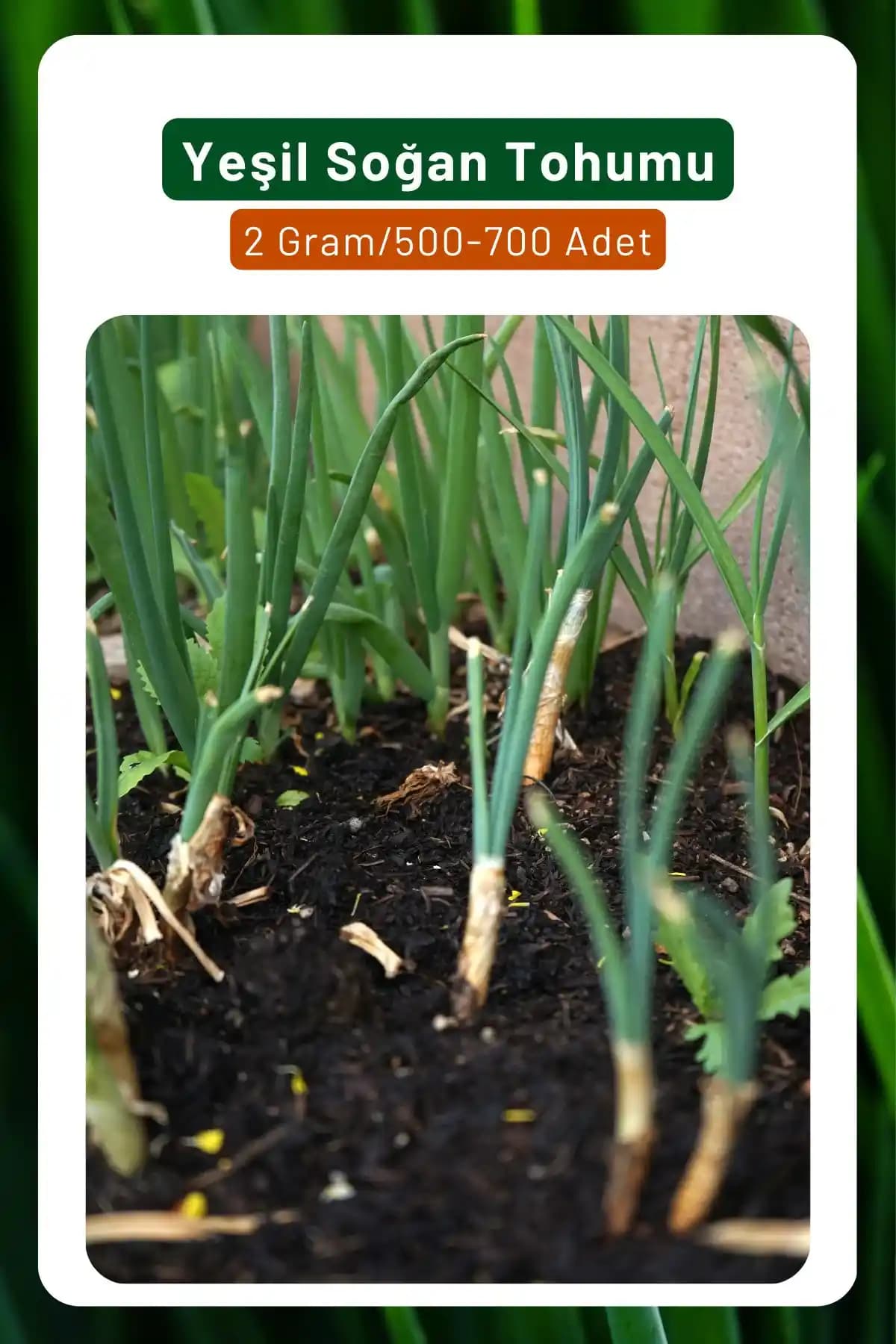 Yeşil Soğan Tohumu: Doğal ve Sağlıklı Bahçe Yetiştiriciliği İçin En İyi Seçenek