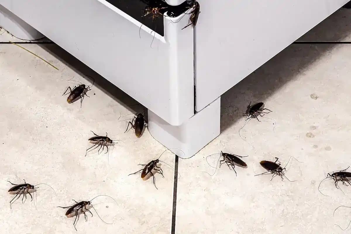 Evde Hamamböceği Sorununu Kalıcı Olarak Çözmek İçin Toz Bazlı Yemler ve Doğal Yöntemler