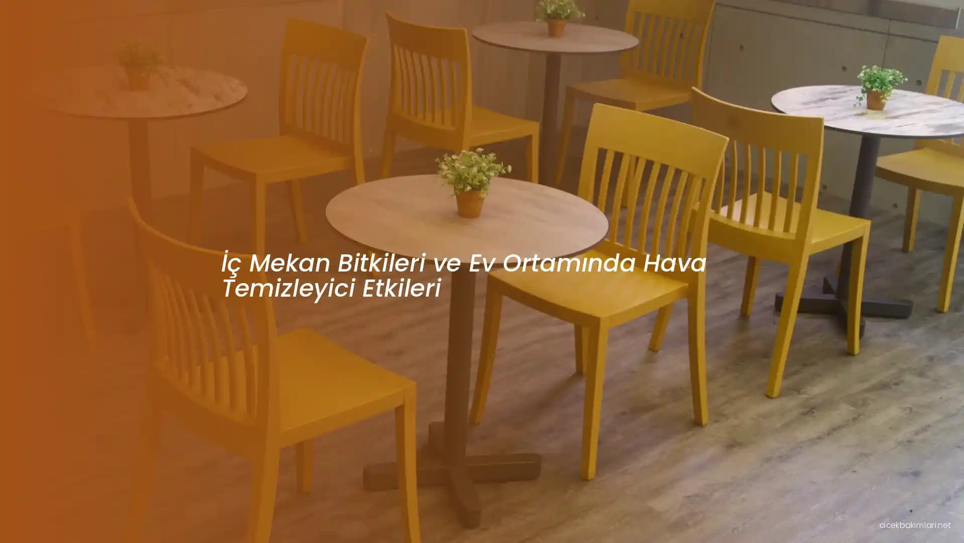 İç Mekan Alerjilerinde Duvar Boyasının Önemi ve Alerjenlerin Azaltılması Yöntemleri